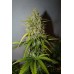 Grapefruit Auto - FastBuds